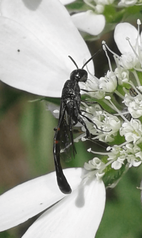 Gasteruption sp. (Gasteruptiidae)?  S, maschio